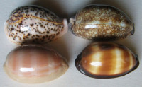 Cypraea 5)